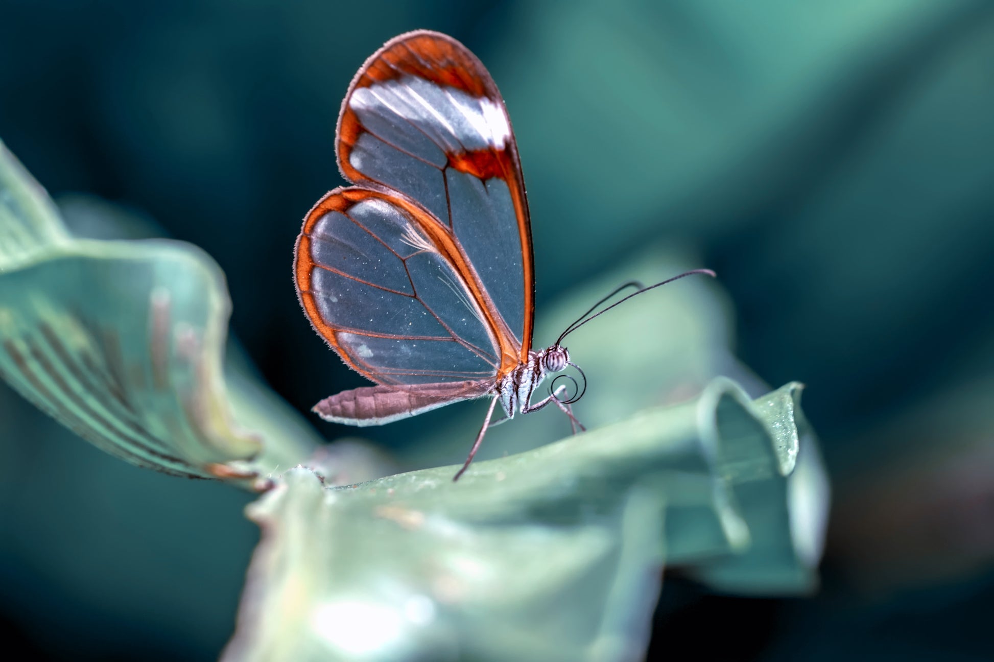 Obraz Wieloczęściowy Motyl Ze Szklanymi Skrzydłami – eteryczny detal do wnętrz nowoczesnych i glamour 180x120