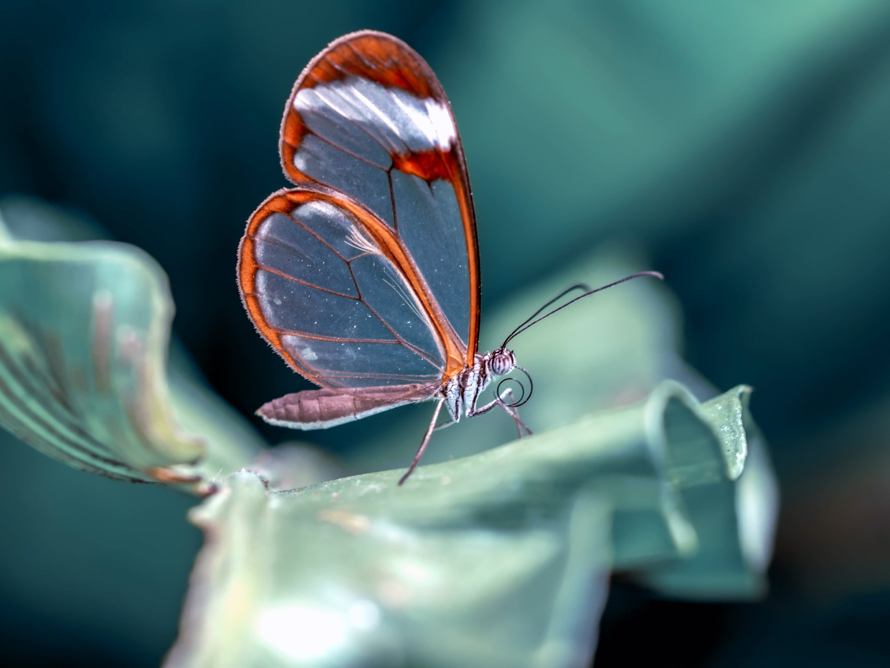 Obraz Wieloczęściowy Eteryczny Motyl – delikatna elegancja do wnętrz nowoczesnych, glamour i minimalistycznych 200x150