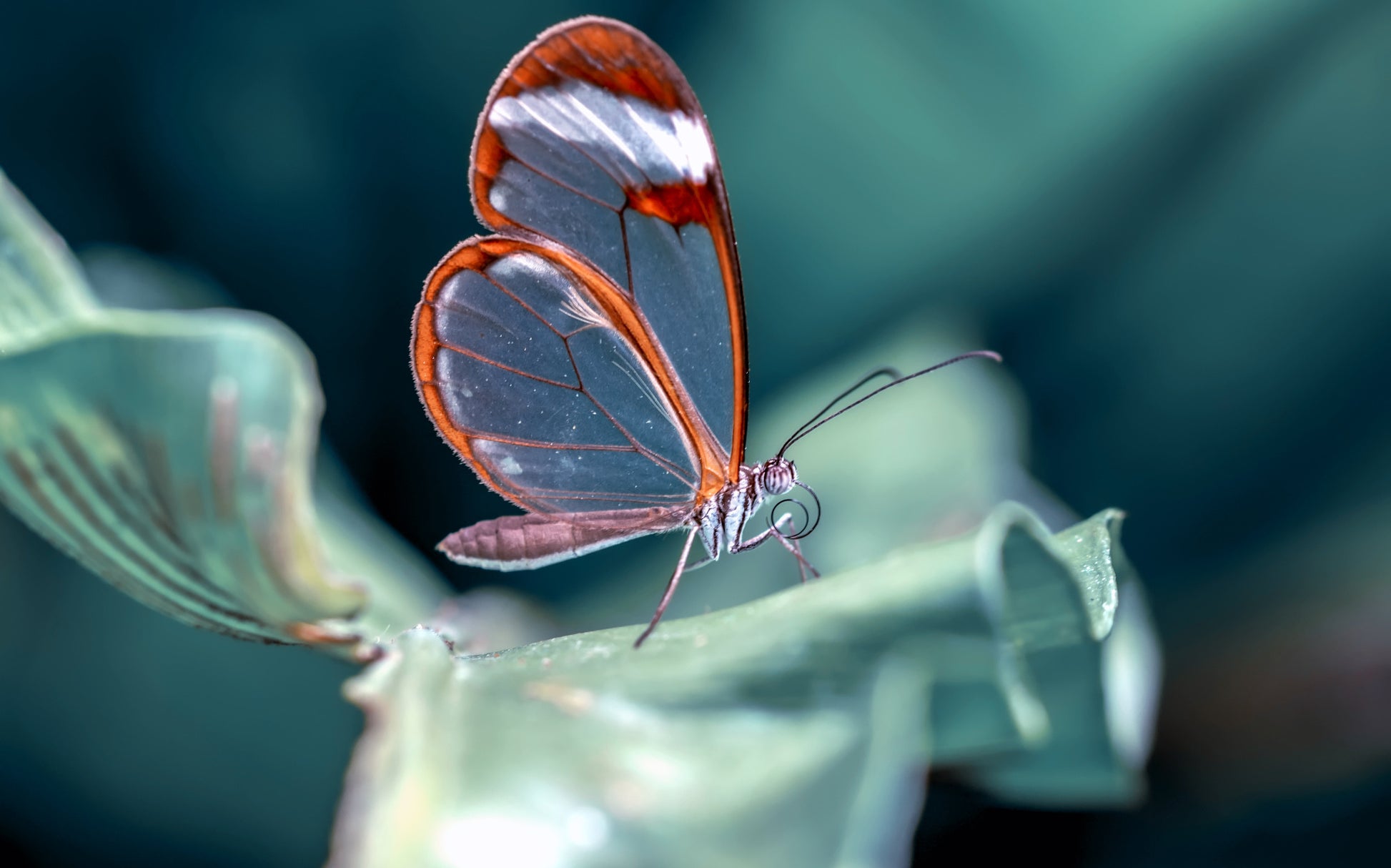 Obraz Wieloczęściowy Motyl Ze Szklanymi Skrzydłami – eteryczna lekkość do wnętrz glamour i współczesnych 240x150