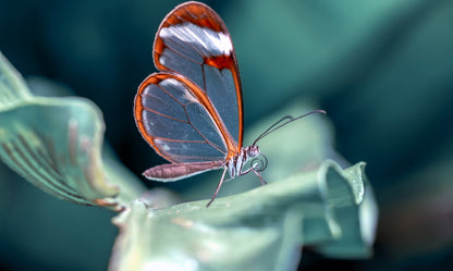 Obraz Wieloczęściowy Motyl Szklane Skrzydła – eteryczna elegancja do wnętrz nowoczesnych i glamour 250x150