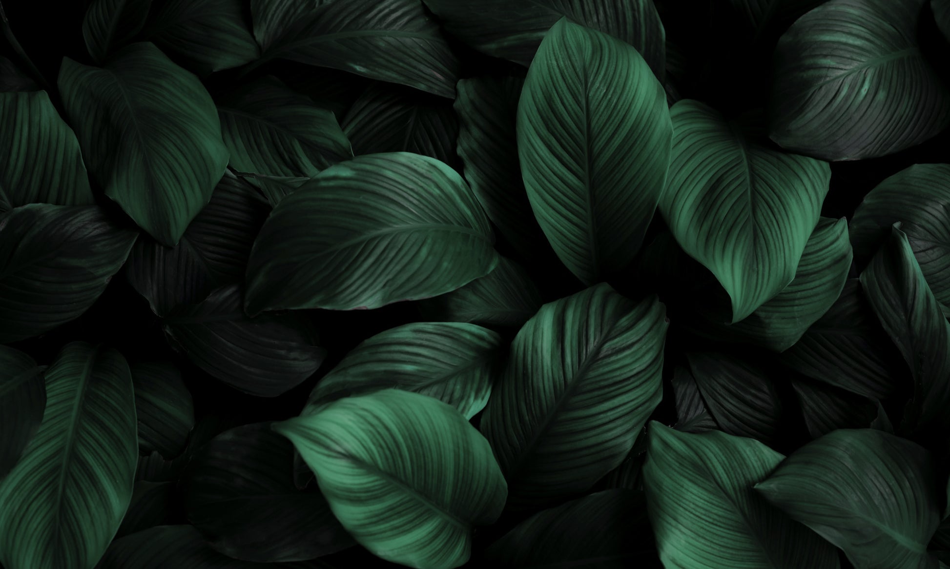 Obraz Wieloczęściowy Zielone Liście Makro – botaniczna świeżość do wnętrz naturalnych i skandynawskich 250x150
