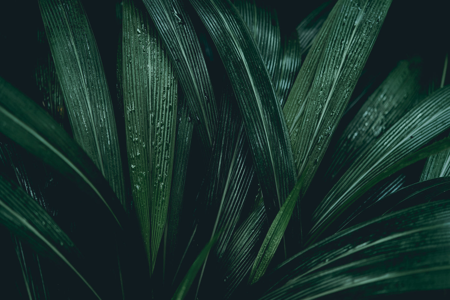 Obraz Wieloczęściowy Liście Tropikalne – głęboka zieleń do wnętrz botanicznych, nowoczesnych, Urban Jungle 180x120