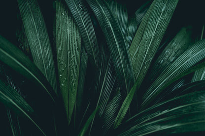 Obraz Wieloczęściowy Liście Tropikalne – głęboka zieleń do wnętrz botanicznych, nowoczesnych, Urban Jungle 180x120