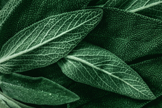 Obraz Wieloczęściowy Szałwia Makro – botaniczny spokój do wnętrz Scandi, Boho i Naturalnych 180x120