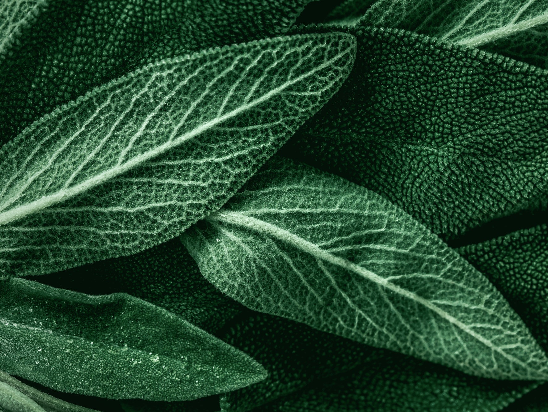 Obraz Wieloczęściowy Liście Szałwii – botaniczny spokój do wnętrz skandynawskich i naturalnych 200x150