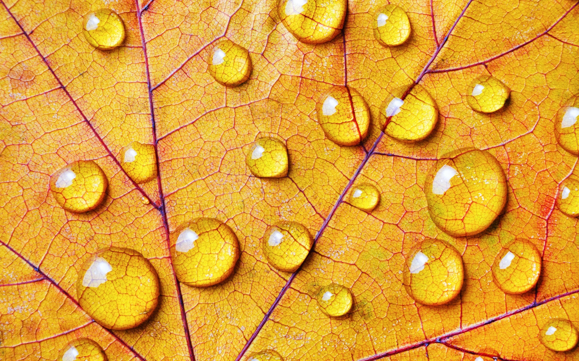 Obraz Wieloczęściowy Krople Wody na Liściu – jesienna makro natura do wnętrz naturalnych, skandynawskich i nowoczesnych 240x150