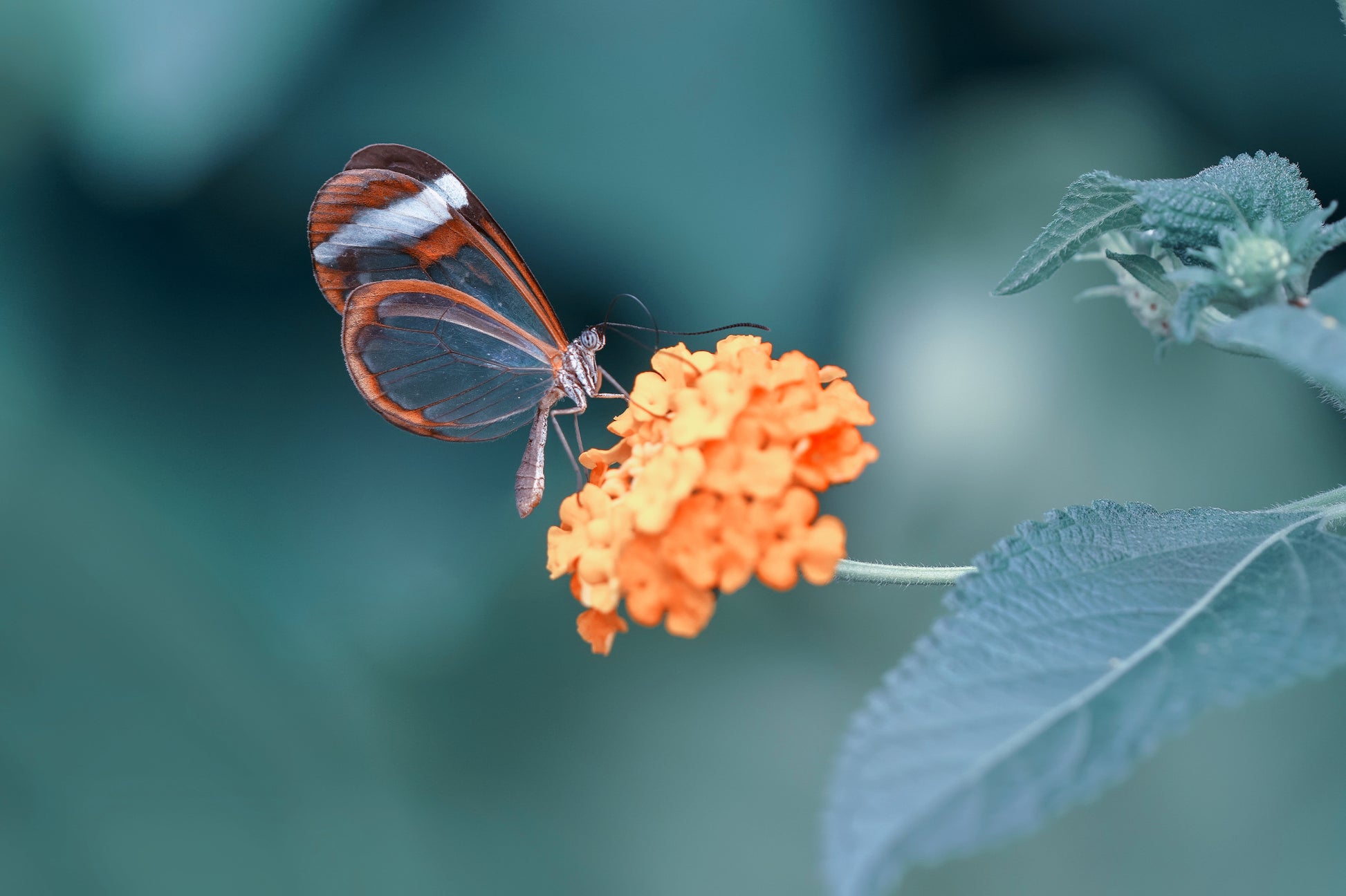 Obraz Wieloczęściowy Motyl w Letnim Ogrodzie – sielski urok do wnętrz naturalnych i boho 180x120