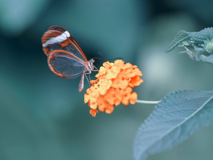 Obraz Wieloczęściowy Motyl w Letnim Ogrodzie – letnia świeżość do wnętrz naturalnych, boho i romantycznych 200x150