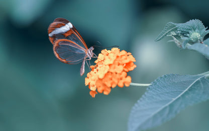 Obraz Wieloczęściowy Motyl w Ogrodzie – sielski akcent do wnętrz skandynawskich, boho i nowoczesnych 240x150