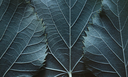 Obraz Wieloczęściowy Liście w Makro – głębia natury do wnętrz botanicznych i nowoczesnych 250x150