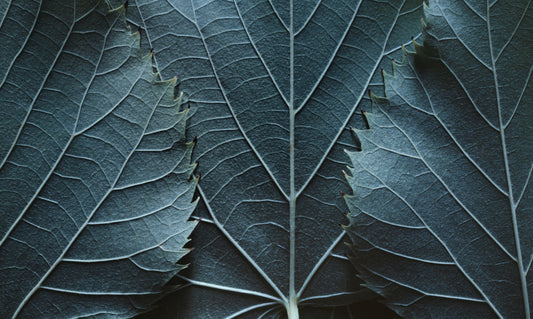 Obraz Wieloczęściowy Liście w Makro – głębia natury do wnętrz botanicznych i nowoczesnych 250x150