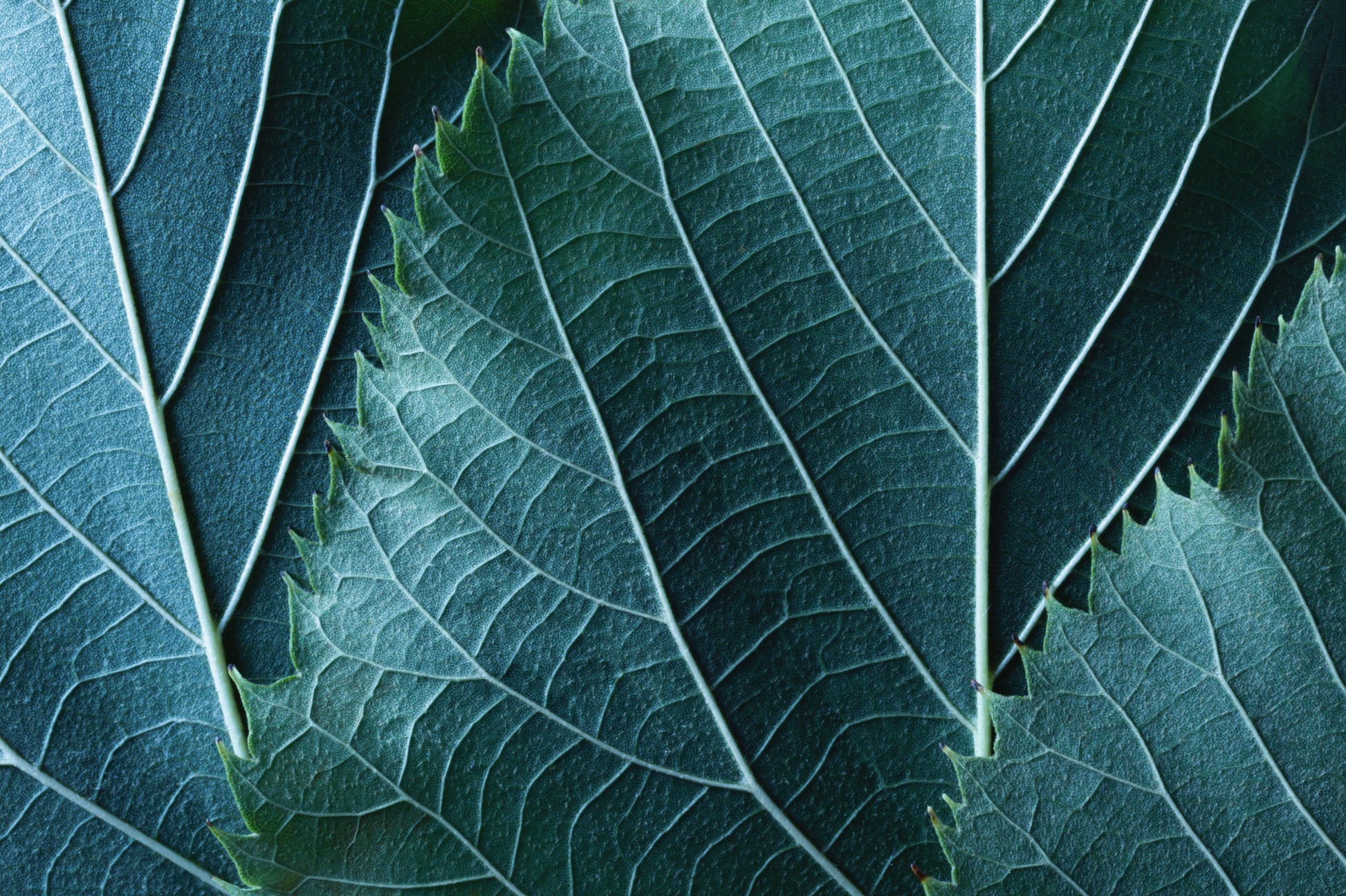 Obraz Wieloczęściowy Liście Makro – naturalna głębia do wnętrz skandynawskich i biophilic 180x120