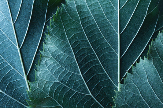 Obraz Wieloczęściowy Liście Makro – naturalna głębia do wnętrz skandynawskich i biophilic 180x120
