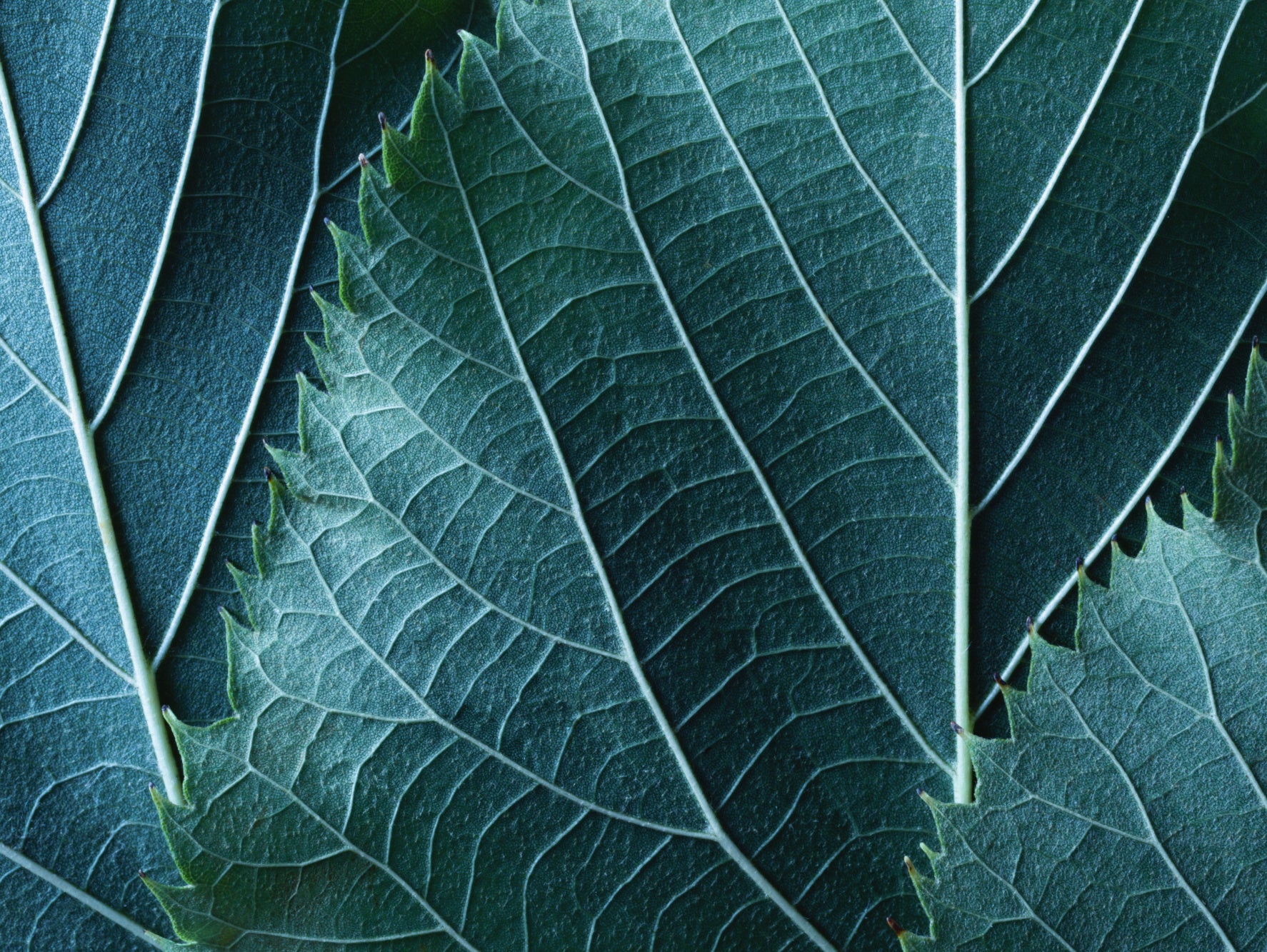 Obraz Wieloczęściowy Liście w Skali Makro – głębia natury do wnętrz botanicznych i nowoczesnych 200x150
