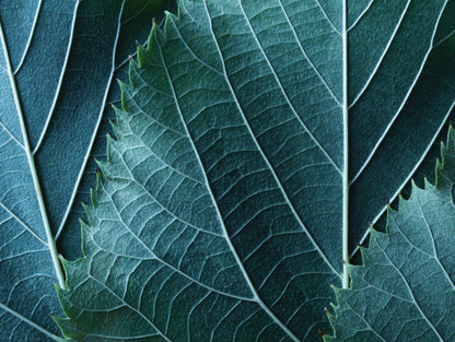Obraz Wieloczęściowy Liście w Skali Makro – głębia natury do wnętrz botanicznych i nowoczesnych 200x150