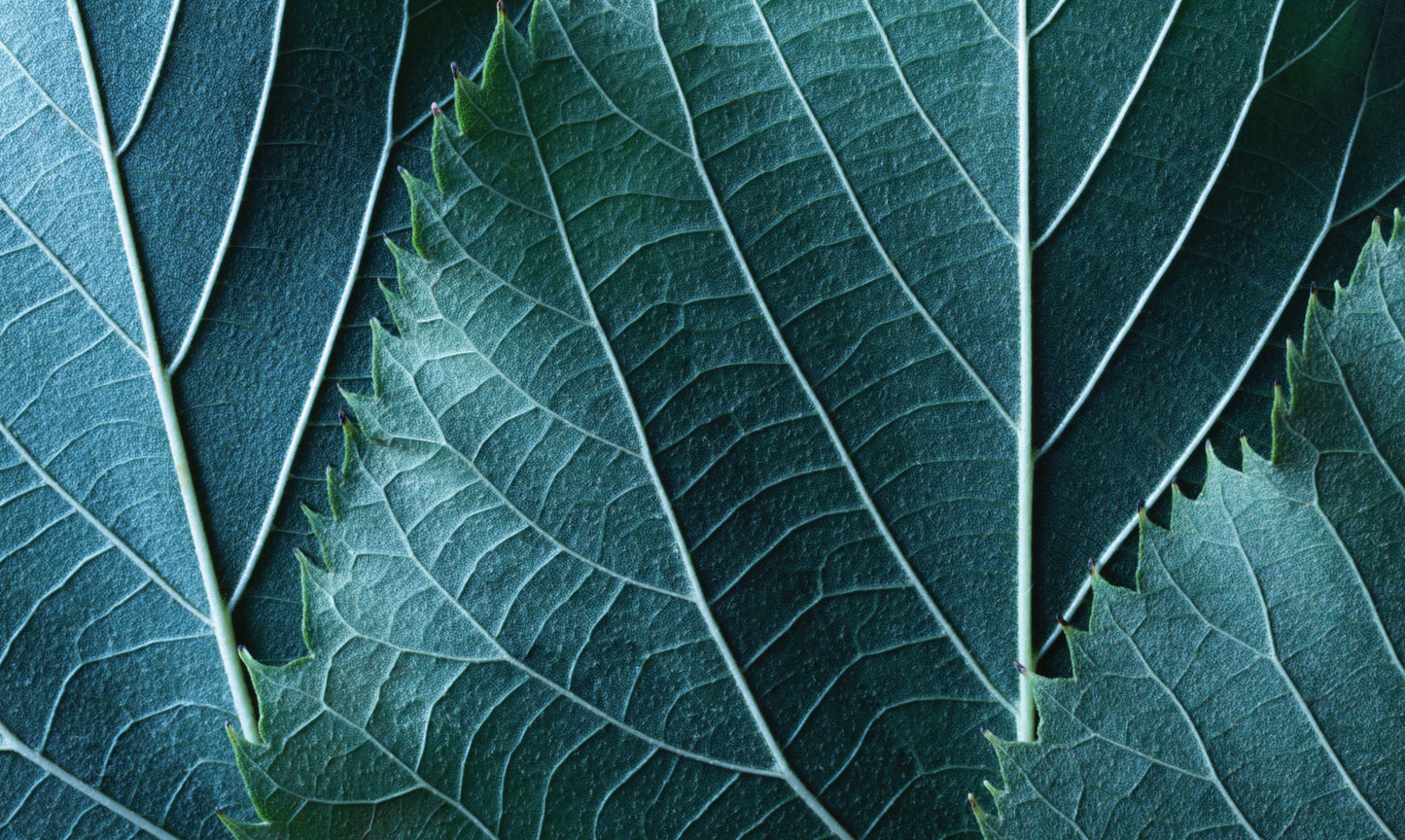 Obraz Wieloczęściowy Liście w Skali Makro – botaniczny akcent do wnętrz nowoczesnych, biophilic i skandynawskich 250x150