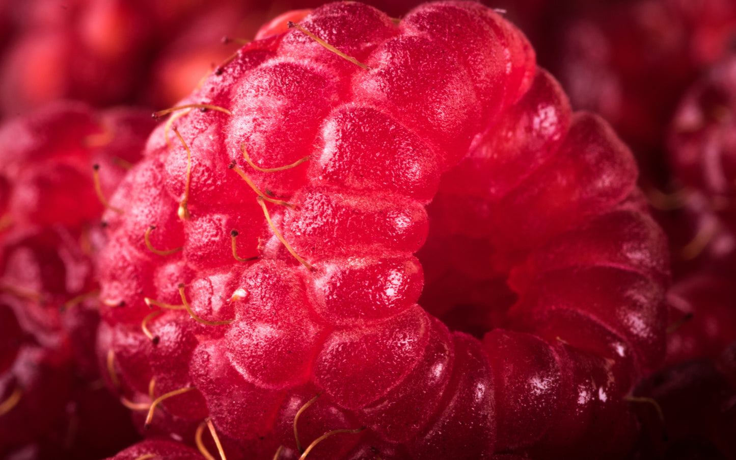 Obraz Wieloczęściowy Maliny Makro – soczysta dekoracja do wnętrz nowoczesnych, naturalnych i skandynawskich 240x150