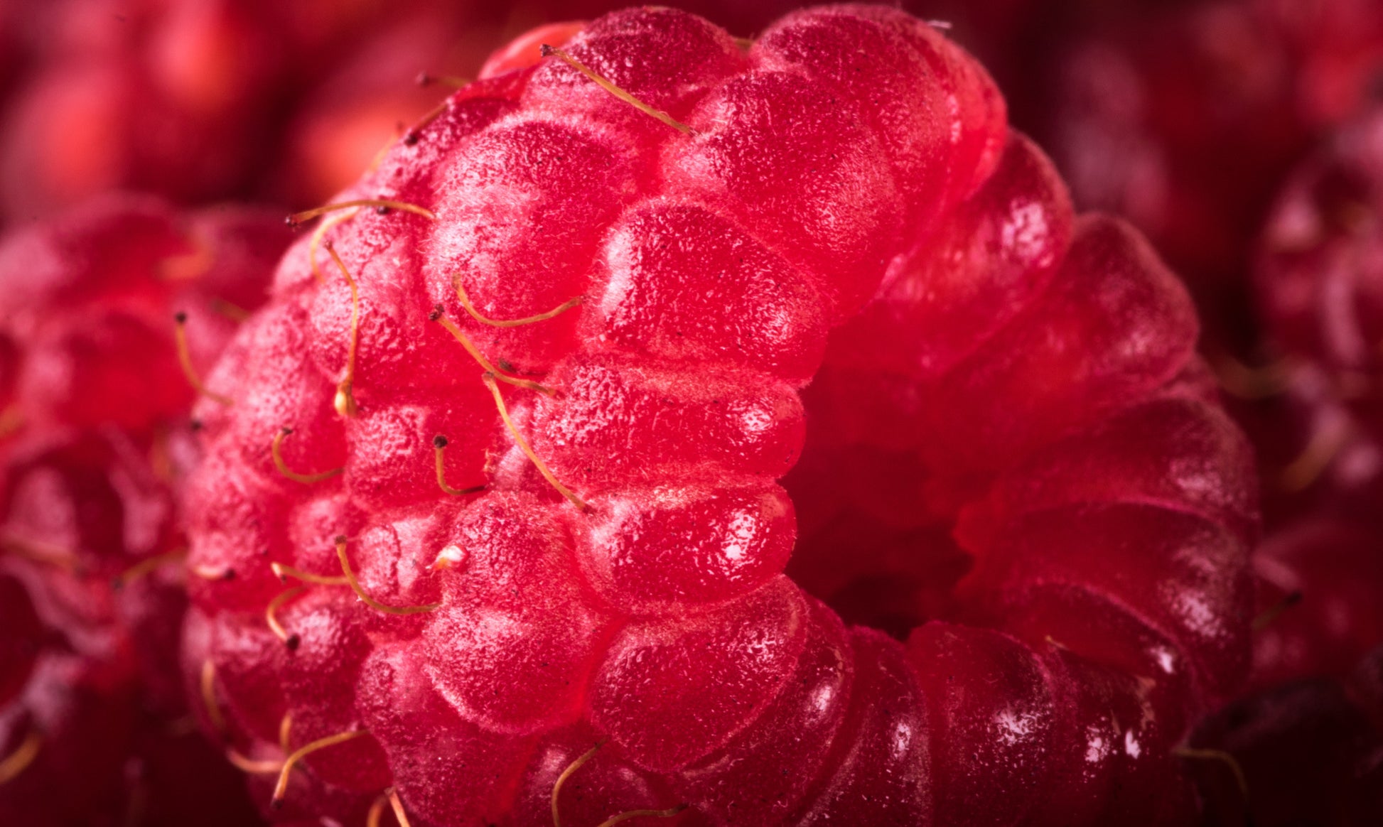 Obraz Wieloczęściowy Maliny Makro – soczysta kompozycja do wnętrz nowoczesnych, skandynawskich i naturalnych 250x150