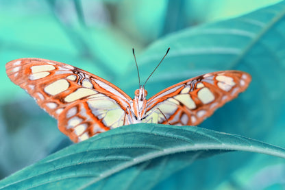 Obraz Wieloczęściowy Motyl Na Liściu – natura w detalu do wnętrz skandynawskich, botanicznych i nowoczesnych 180x120