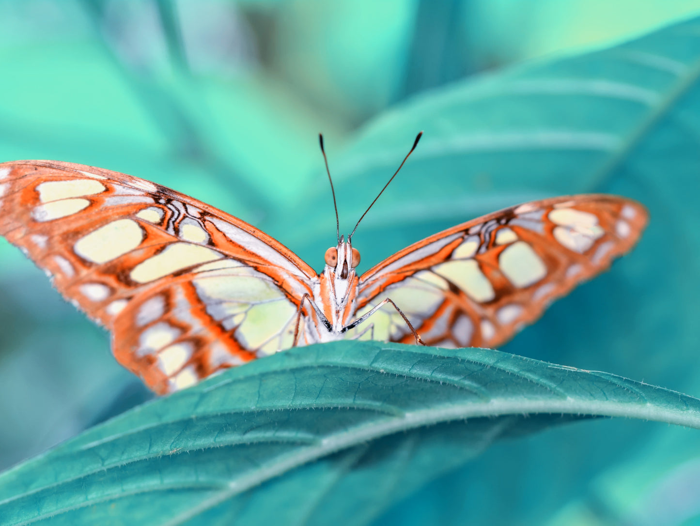 Obraz Wieloczęściowy Motyl na Liściu Makro – natura i spokój do wnętrz naturalnych, skandynawskich i nowoczesnych 200x150