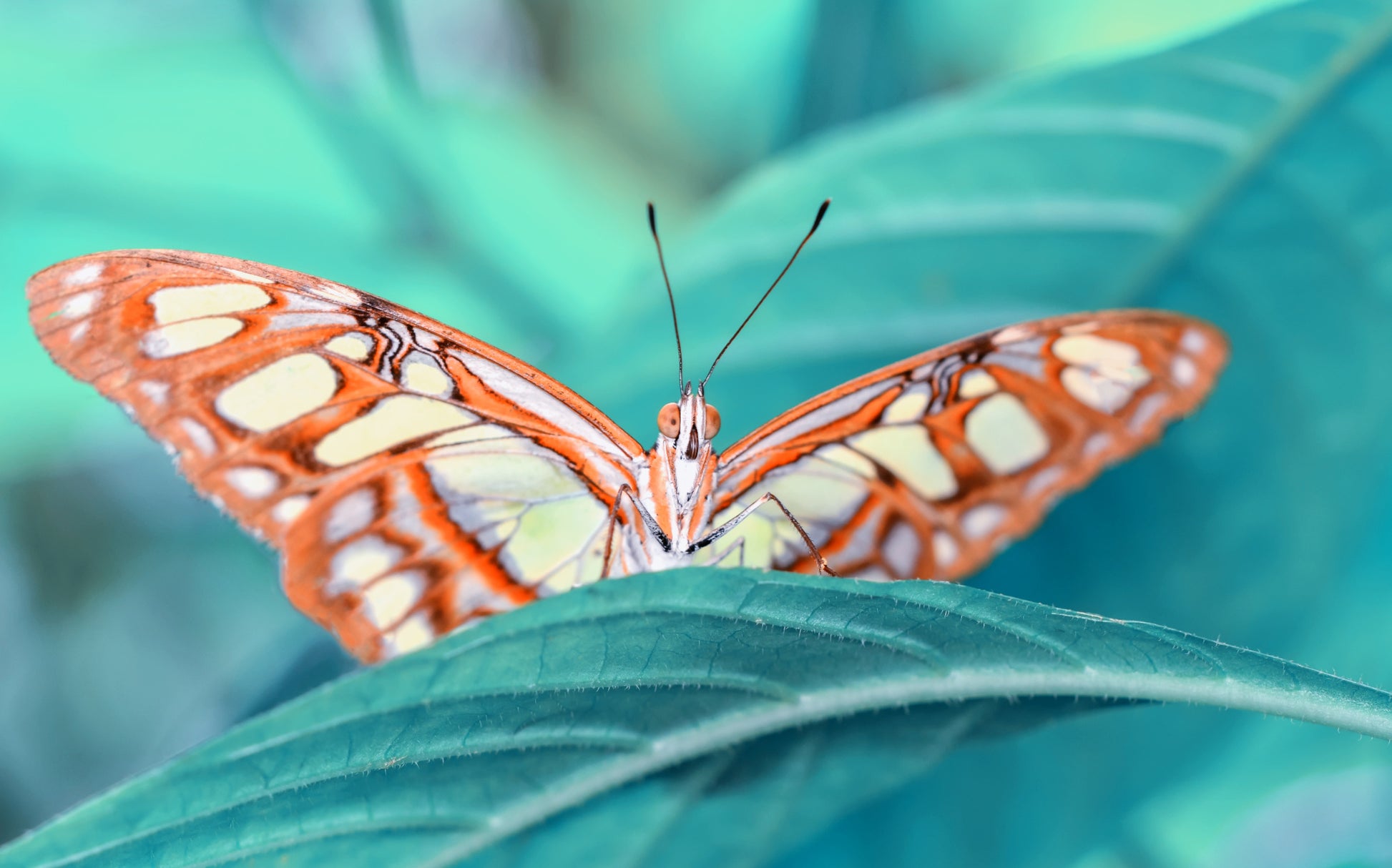 Obraz Wieloczęściowy Motyl na Liściu – Botaniczny Detal do wnętrz Naturalnych, Skandynawskich i Nowoczesnych 240x150