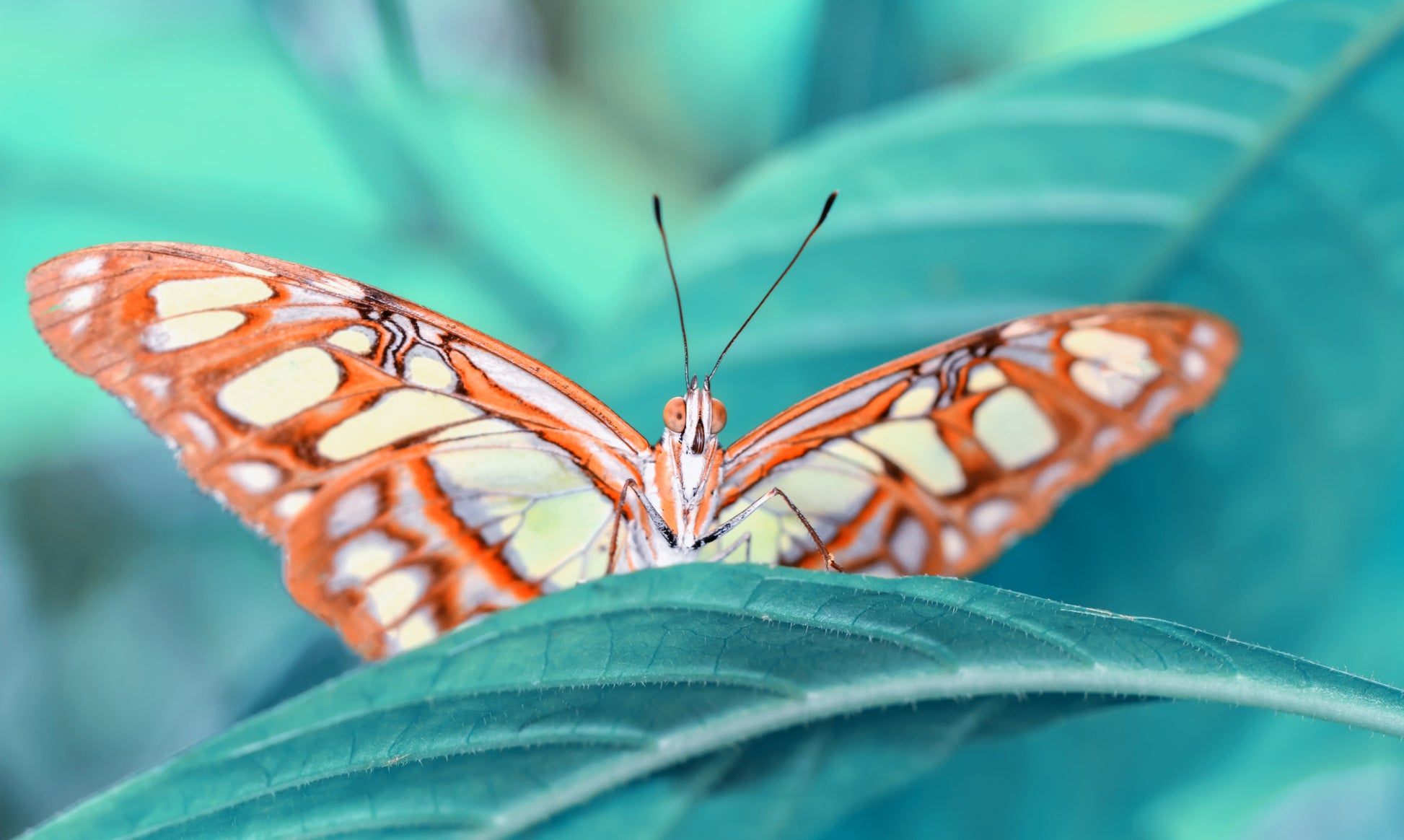 Obraz Wieloczęściowy Makro Motyla – naturalistyczny detal do wnętrz botanicznych i nowoczesnych 250x150