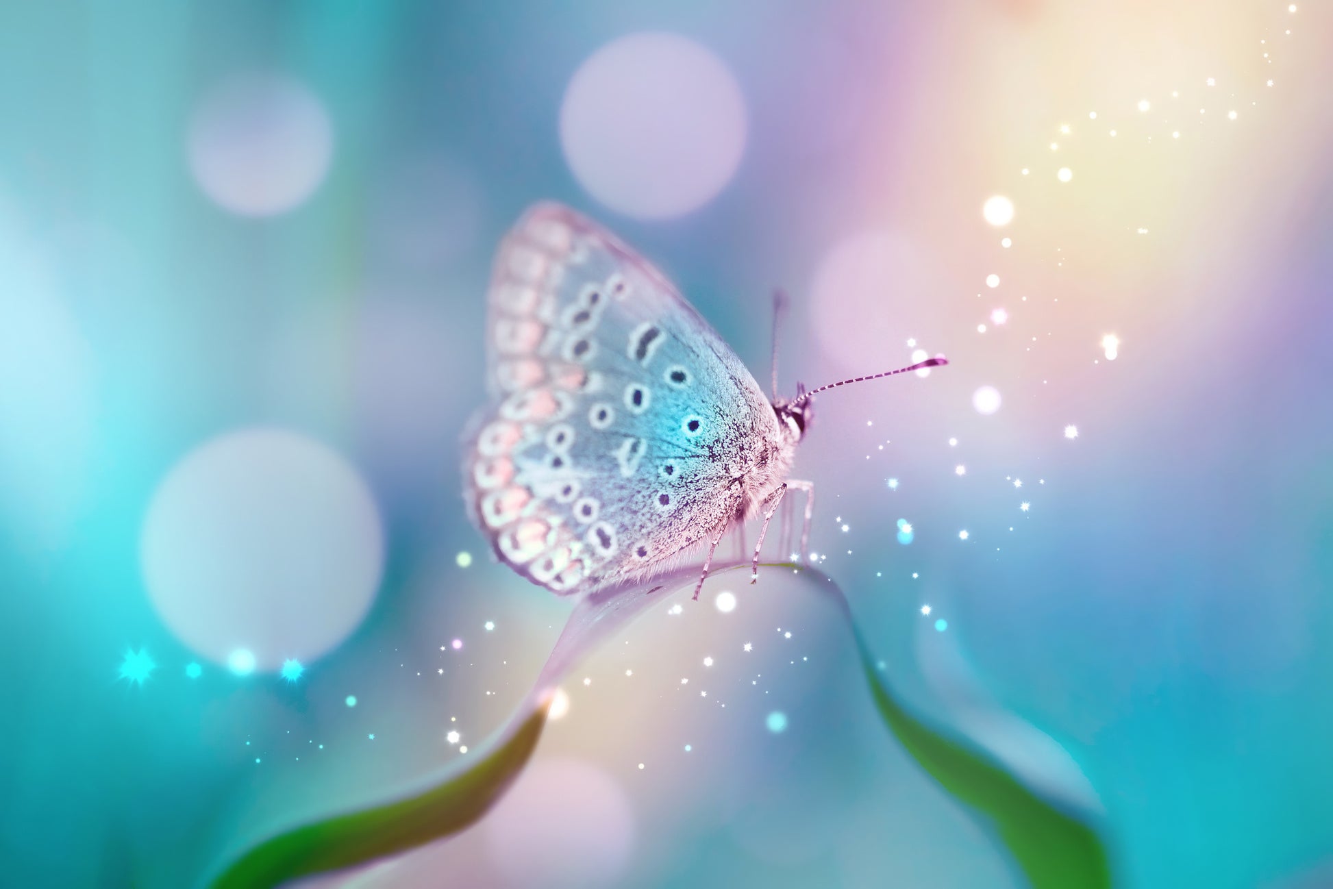 Obraz Wieloczęściowy Motyl na Źdźble Trawy – naturalna harmonia do wnętrz skandynawskich i boho 180x120