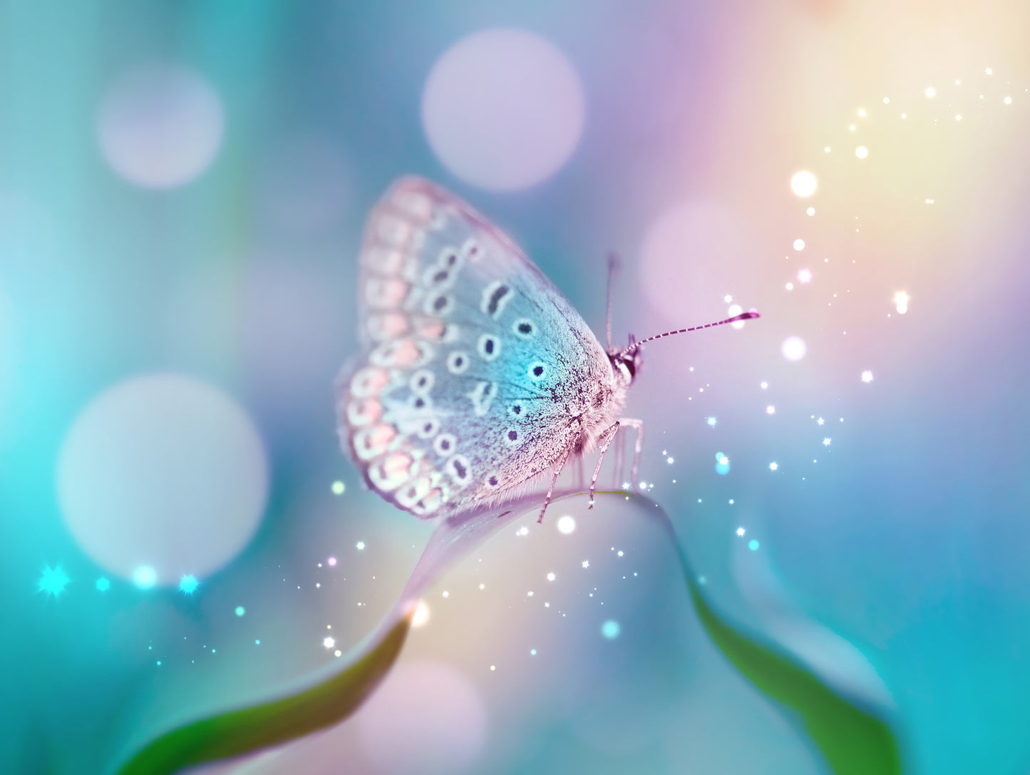 Obraz Wieloczęściowy Delikatny Motyl na Źdźble – makro natura do wnętrz skandynawskich, naturalnych 200x150