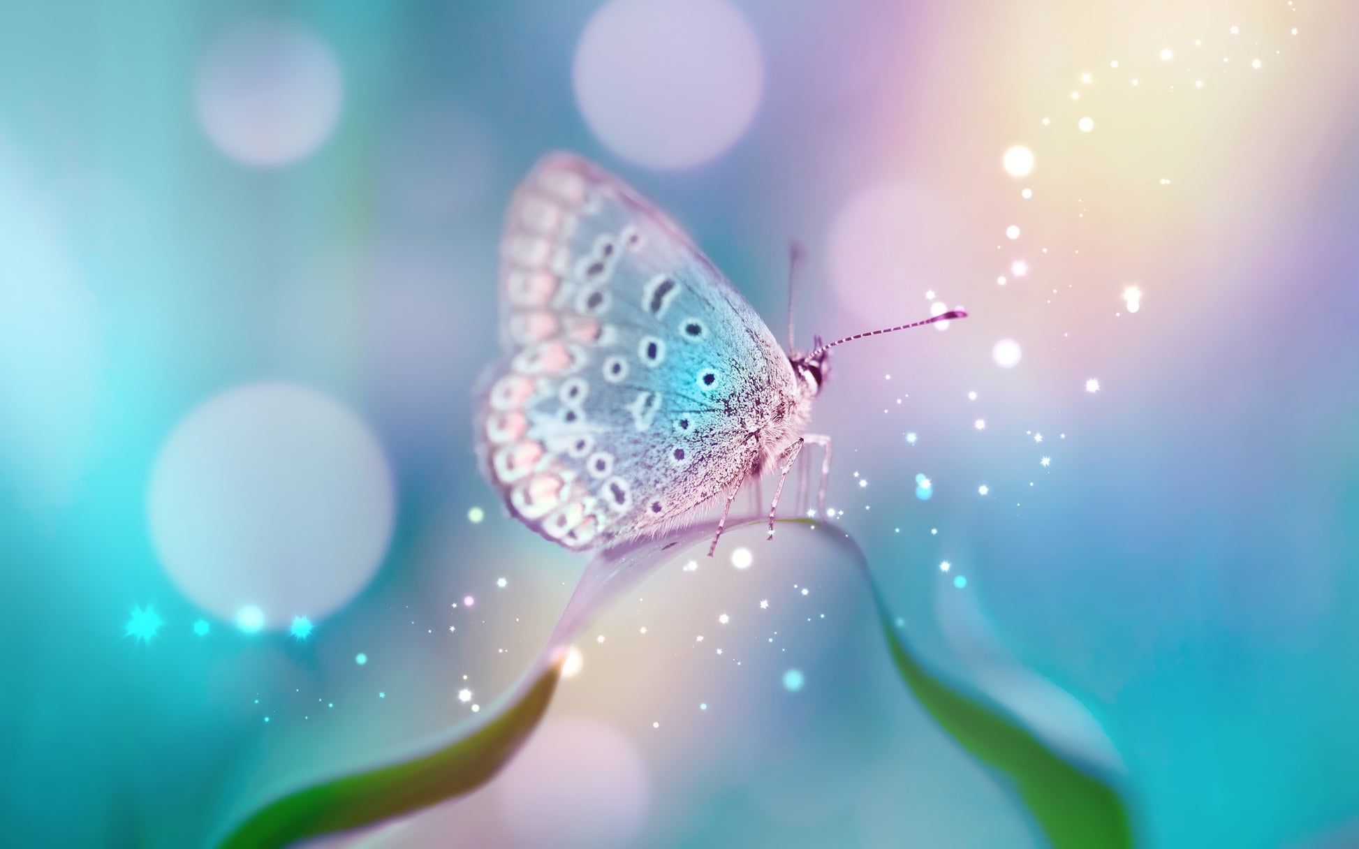 Obraz Wieloczęściowy Motyl Makro – delikatność natury do wnętrz skandynawskich i nowoczesnych 240x150