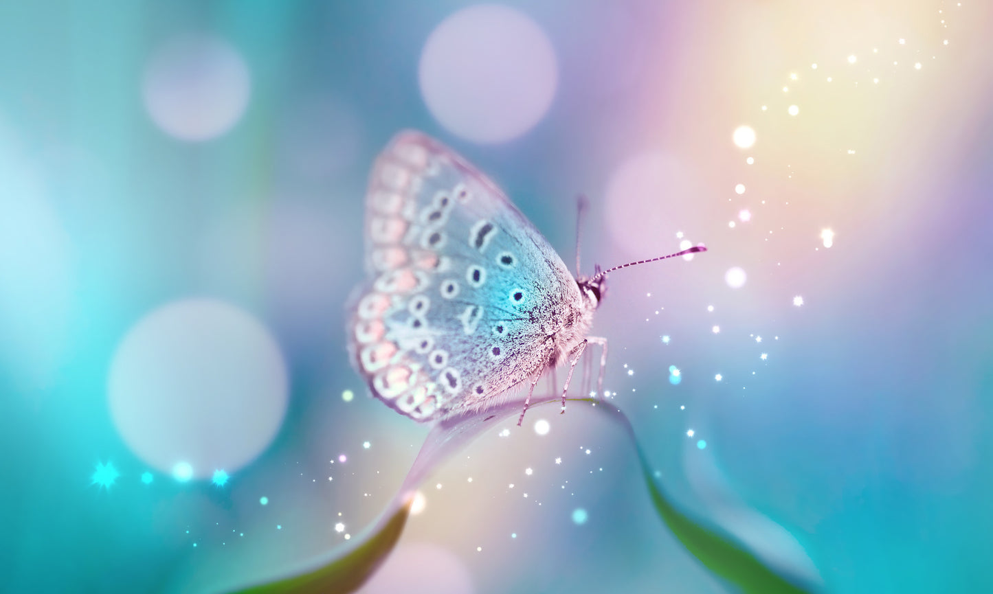 Obraz Wieloczęściowy Delikatny Motyl Makro – spokojna natura do wnętrz skandynawskich i naturalnych 250x150