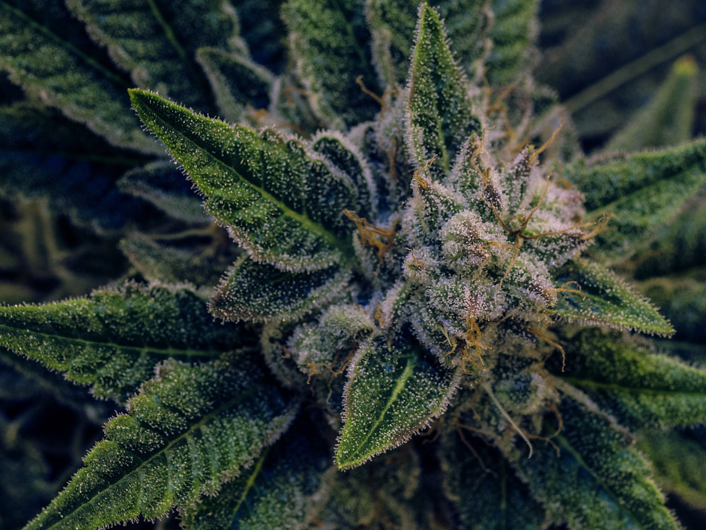 Obraz Wieloczęściowy Roślina Konopi – botaniczny detal do wnętrz nowoczesnych i naturalnych 200x150