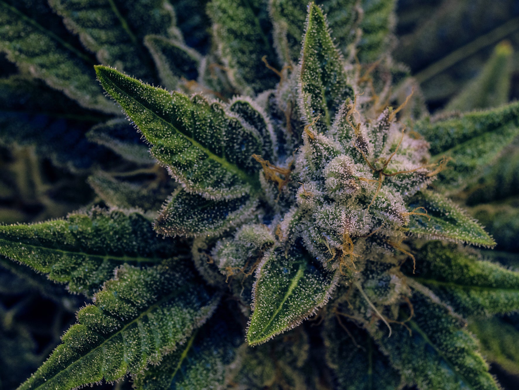 Obraz Wieloczęściowy Roślina Konopi – botaniczny detal do wnętrz nowoczesnych i naturalnych 200x150