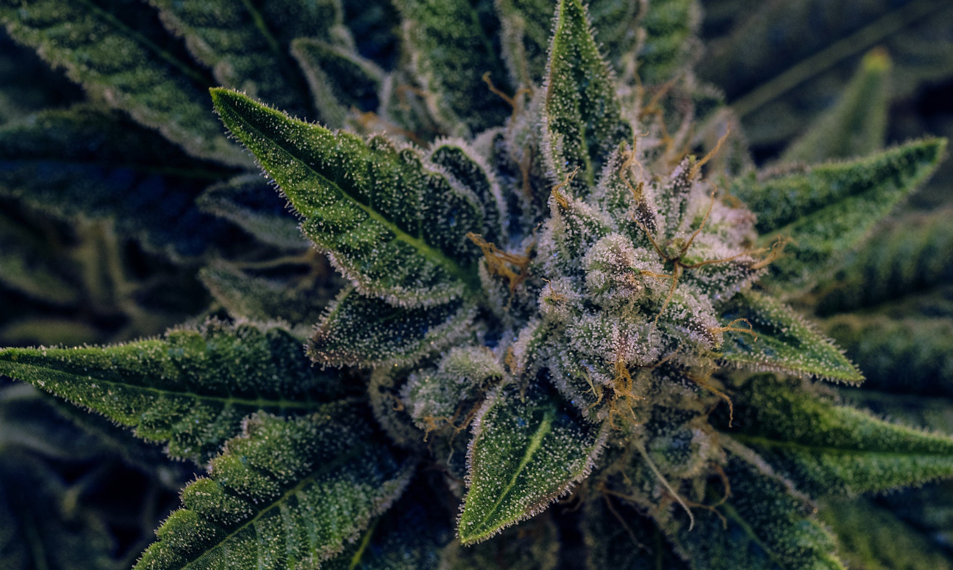 Obraz Wieloczęściowy Liść Konopi – botaniczny akcent do wnętrz nowoczesnych i naturalnych 250x150