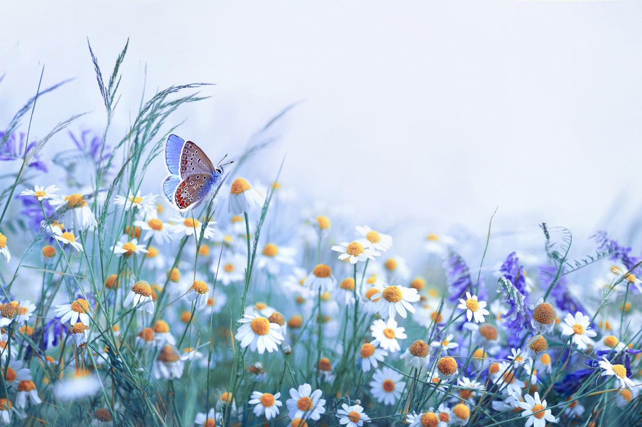 Obraz Wieloczęściowy Motyl i Polne Kwiaty – naturalna harmonia do wnętrz skandynawskich, boho i prowansalskich 180x120