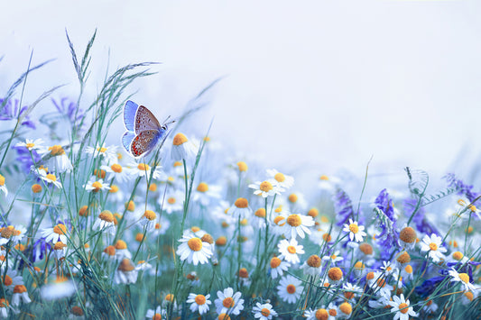 Obraz Wieloczęściowy Motyl i Polne Kwiaty – naturalna harmonia do wnętrz skandynawskich, boho i prowansalskich 180x120