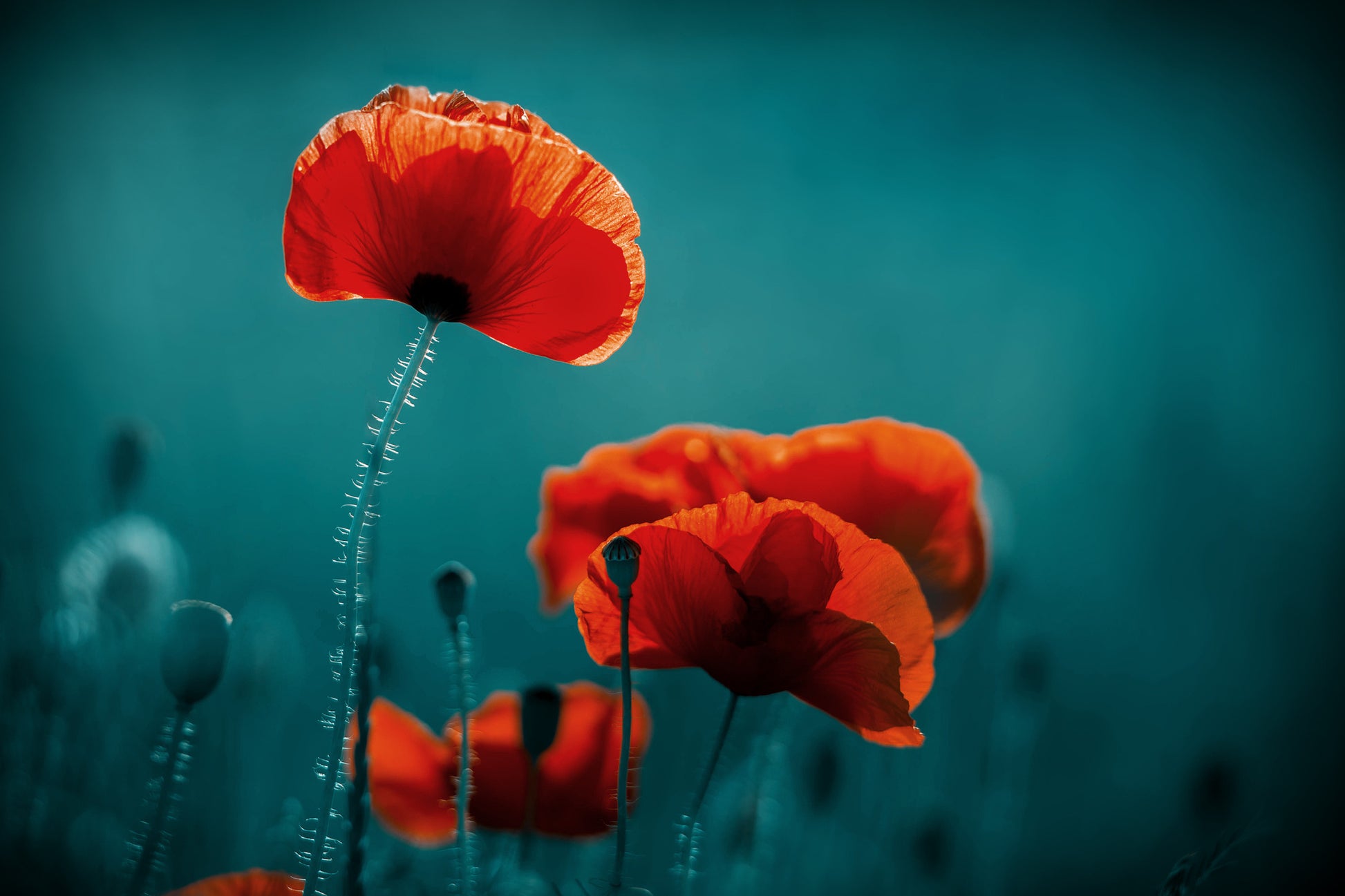 Obraz Wieloczęściowy Maki Makro – energetyczna kompozycja do wnętrz boho i eklektycznych 180x120