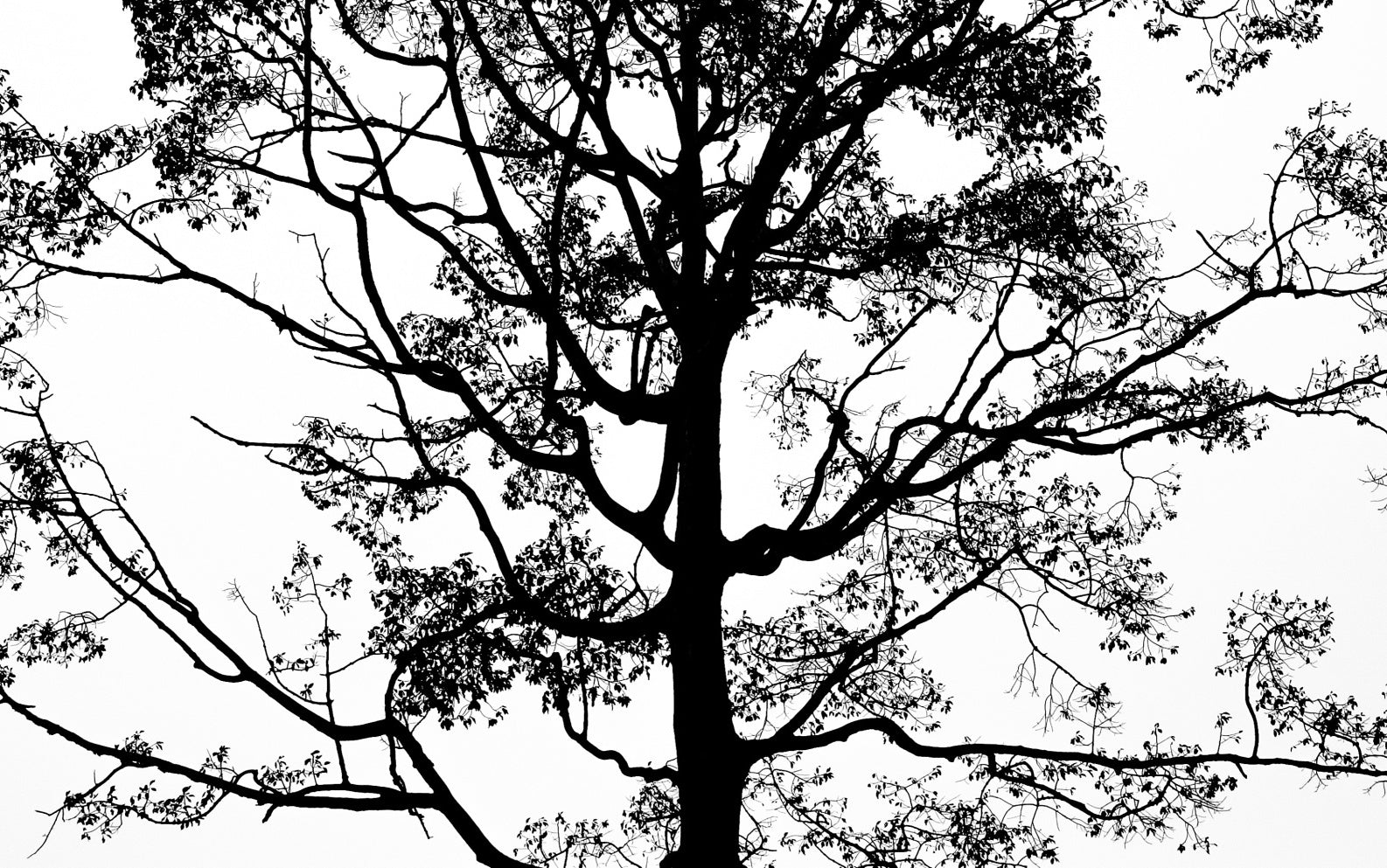 Obraz Wieloczęściowy Czarne Drzewo – monochromatyczna grafika do wnętrz minimalistycznych i nowoczesnych 240x150