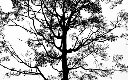 Obraz Wieloczęściowy Czarne Drzewo – monochromatyczna grafika do wnętrz minimalistycznych i nowoczesnych 240x150