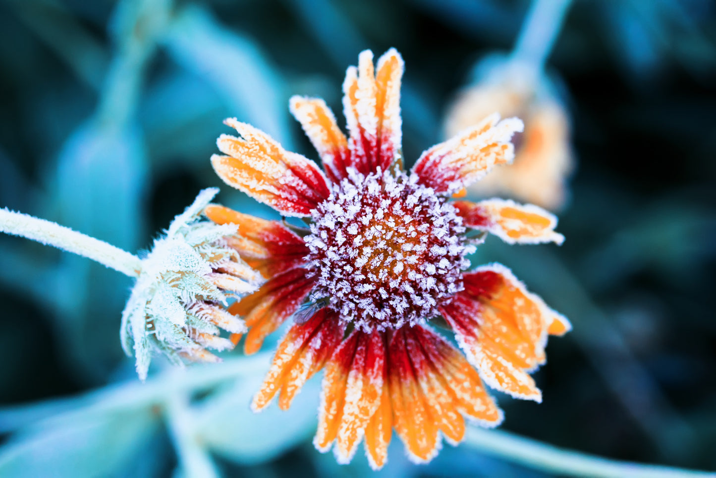 Obraz Wieloczęściowy Kwiaty Rudbeckia Szronem – mroźna elegancja do wnętrz skandynawskich, nowoczesnych i naturalnych 180x120