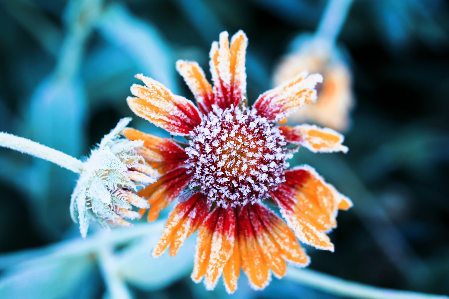 Obraz Wieloczęściowy Kwiaty Rudbeckia – zimowa elegancja do wnętrz nowoczesnych i skandynawskich 180x120