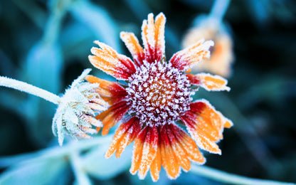 Obraz Wieloczęściowy Rudbeckia Szron – mroźna botanika do wnętrz skandynawskich i nowoczesnych 240x150