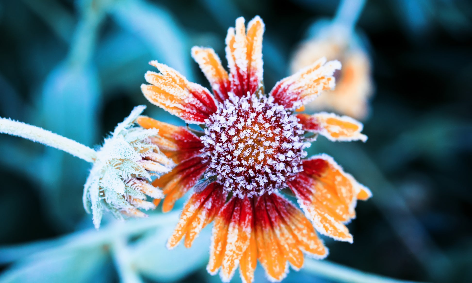 Obraz Wieloczęściowy Zaszronione Rudbekie – delikatna natura do wnętrz nowoczesnych, skandynawskich i minimalistycznych 250x150