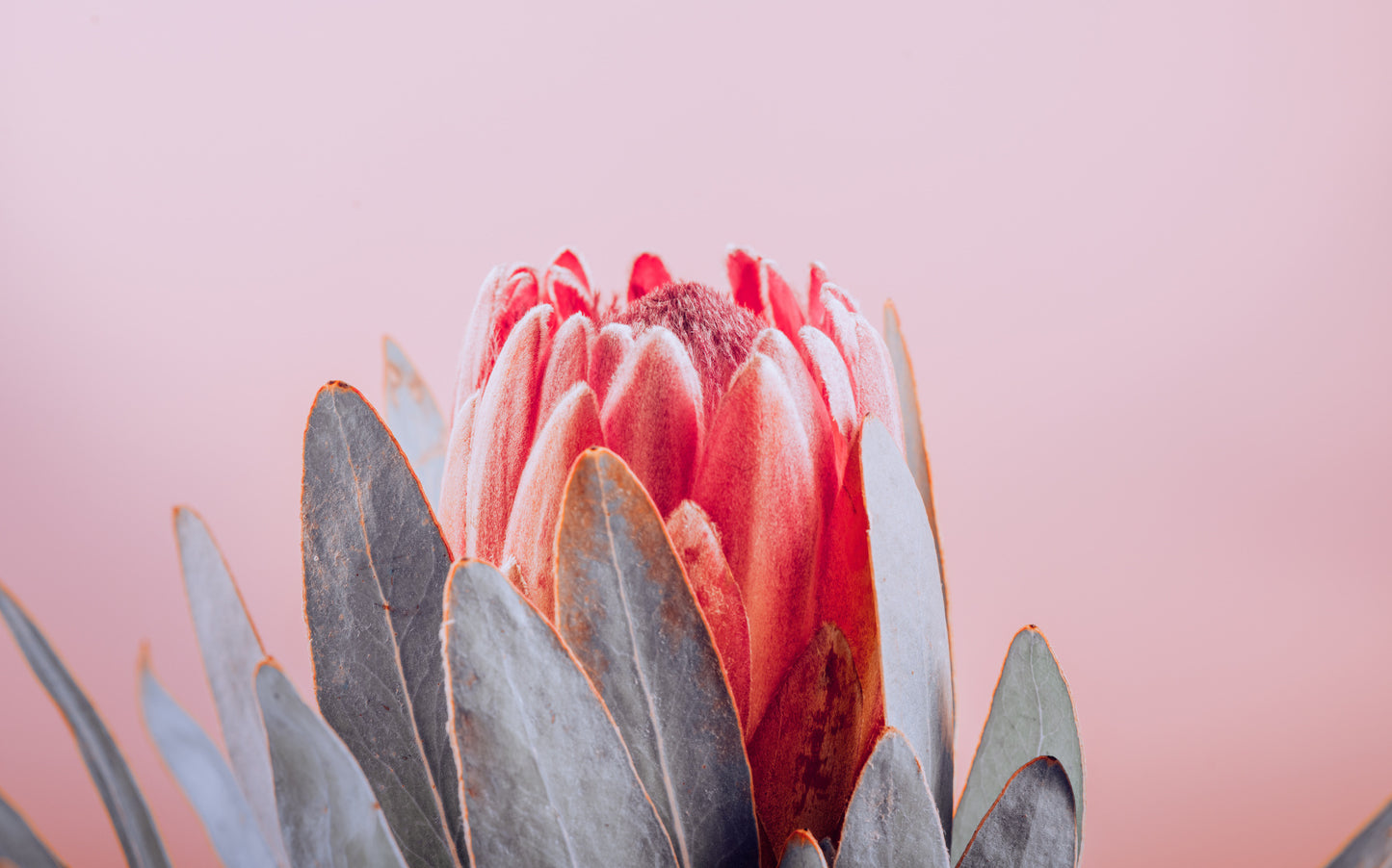 Obraz Wieloczęściowy Królewska Protea – botaniczna elegancja do wnętrz nowoczesnych i boho glam 240x150
