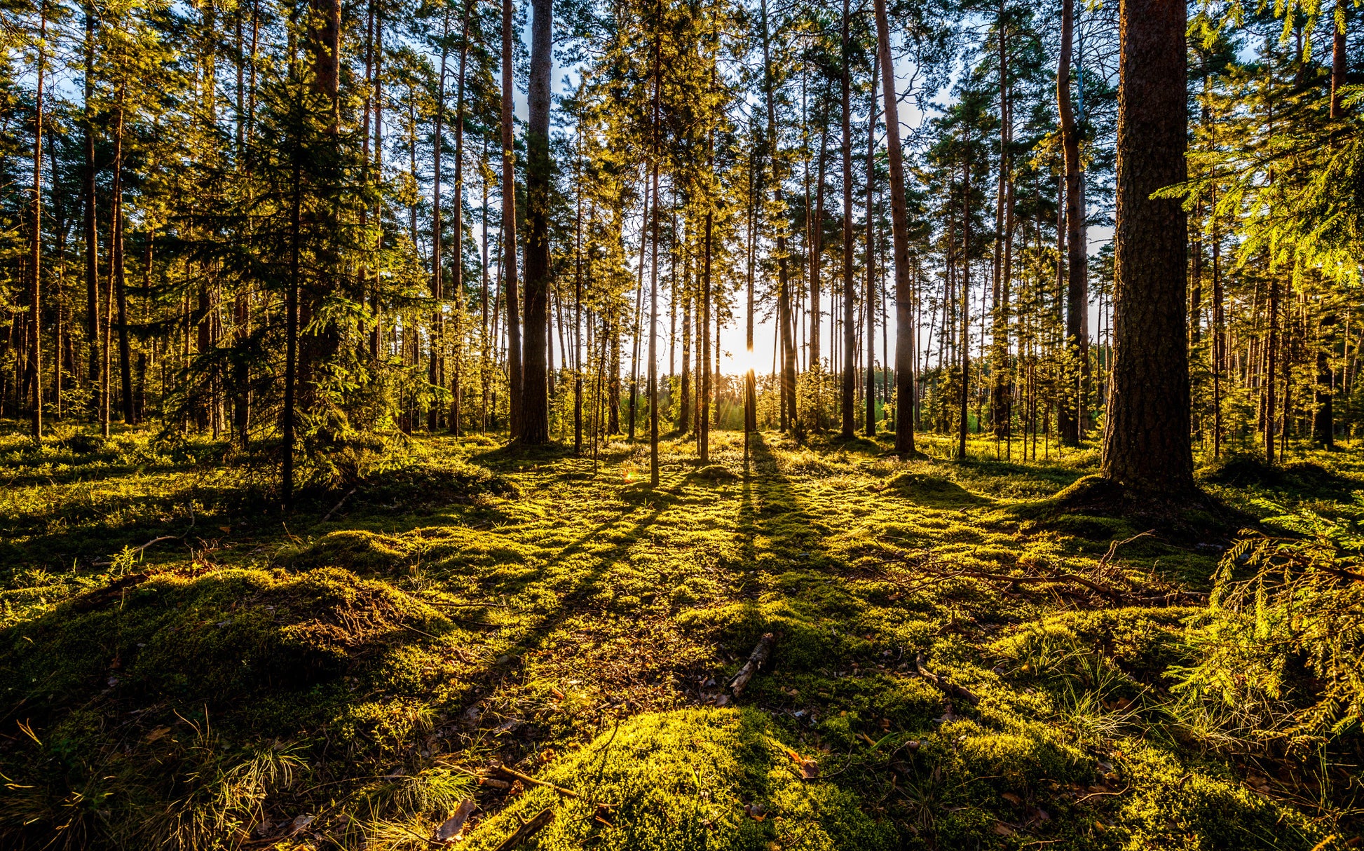 Obraz Wieloczęściowy Poranne Promienie Słońca w Lesie – spokojny pejzaż do wnętrz naturalnych, skandynawskich i boho. 240x150