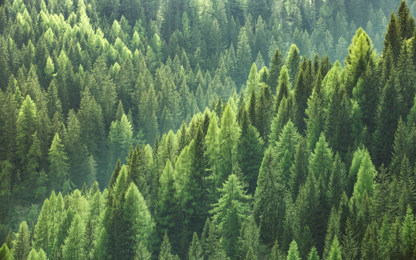 Obraz Wieloczęściowy Głębia Lasu – Uspokajająca Natura do Wnętrz Skandynawskich i Biophilic 240x150