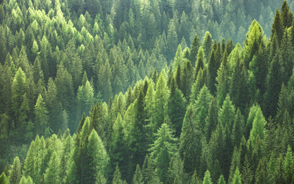 Obraz Wieloczęściowy Głębia Lasu – Uspokajająca Natura do Wnętrz Skandynawskich i Biophilic 240x150