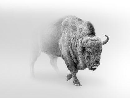 Obraz Wieloczęściowy Żubr We Mgle – majestatyczna natura do wnętrz nowoczesnych i skandynawskich. 200x150