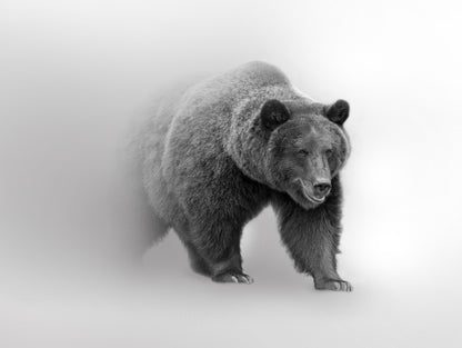 Obraz Wieloczęściowy Niedźwiedź w Mgle – tajemnicza natura do wnętrz skandynawskich, nowoczesnych i loftowych 200x150