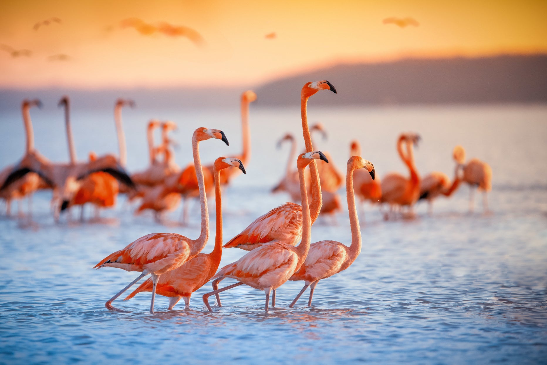 Obraz Wieloczęściowy Stado Flamingów nad Wodą – subtelna panorama do wnętrz naturalnych i nowoczesnych 180x120