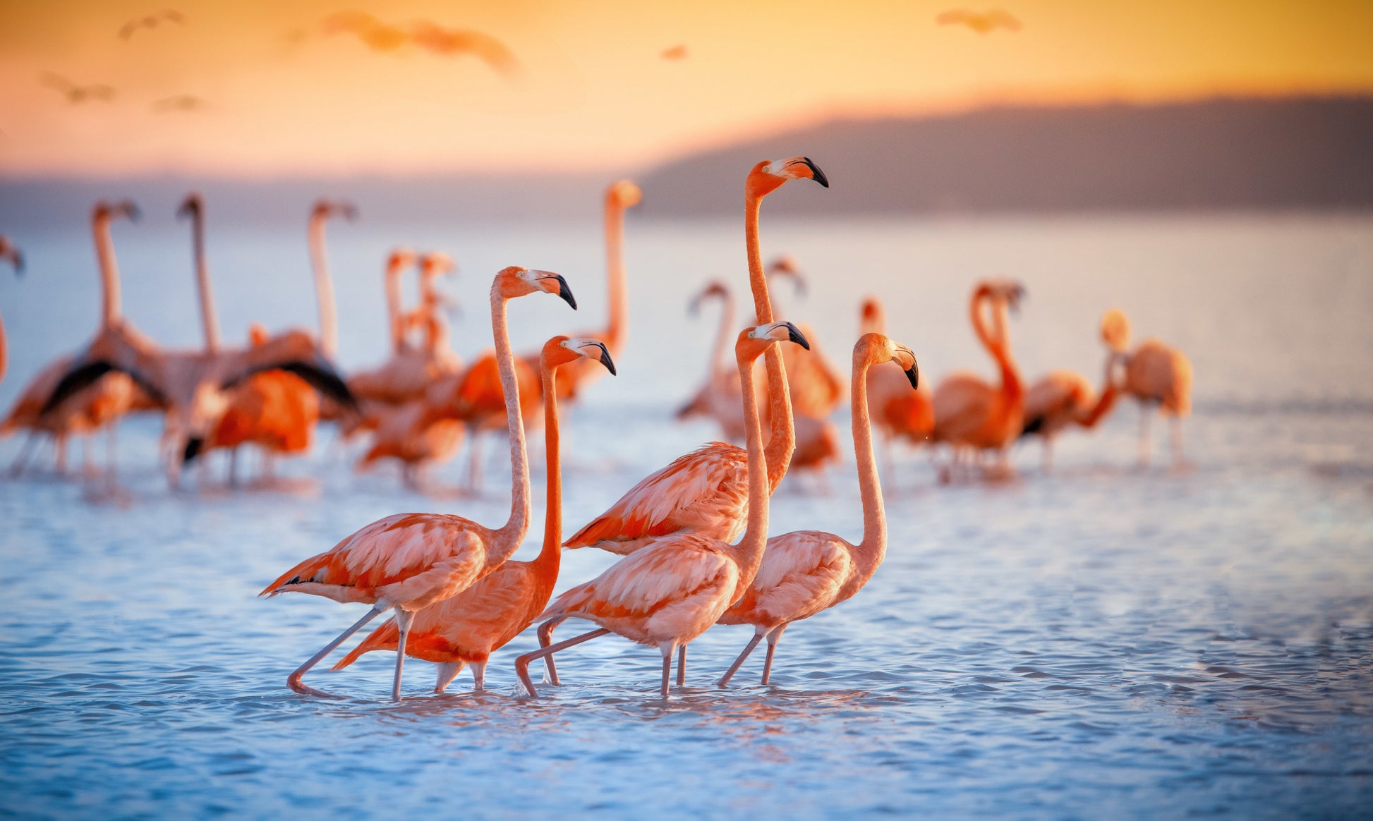 Obraz Wieloczęściowy Stado Flamingów nad Wodą – subtelna natura do wnętrz boho i eklektycznych 250x150